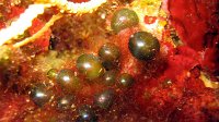 99 Valonie grosse bulle (Valonia macrophysa)
